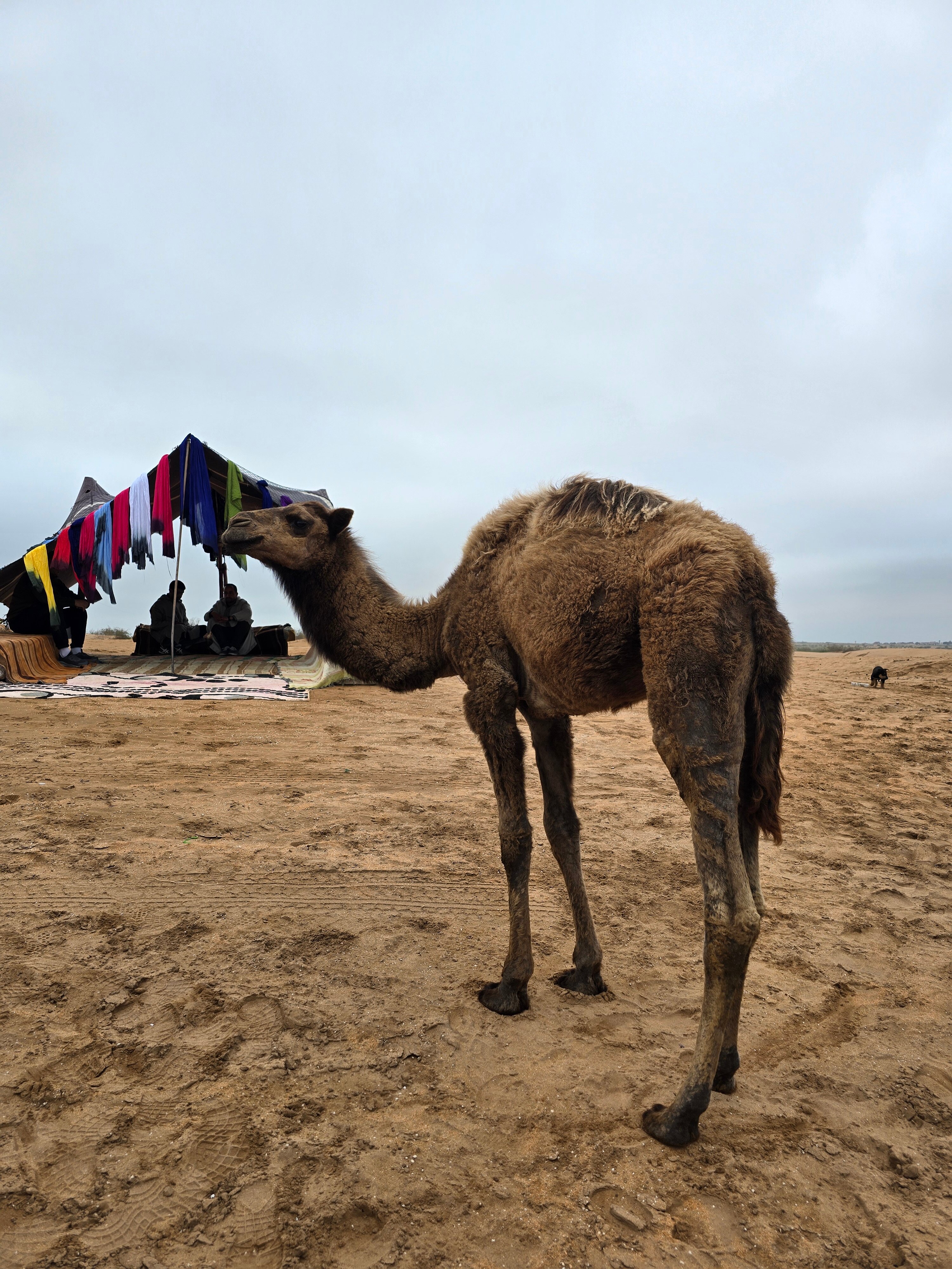 A camel and a Berber tent in the little Sahara